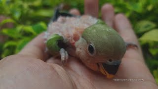 PeachFaced Lovebird Chick  From Red Head Green Opaline amp Lutino Opaline [upl. by Artemisia545]