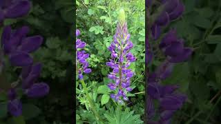 Vielblättrige Lupine giftig [upl. by Ramad]