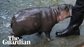 Thai zoo moves to patent image of viral baby hippo Moo Deng [upl. by Bigner]