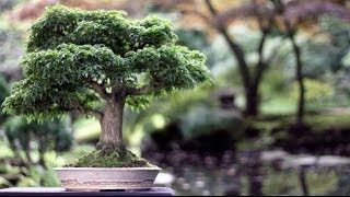 Bonsai trees [upl. by Oletta]