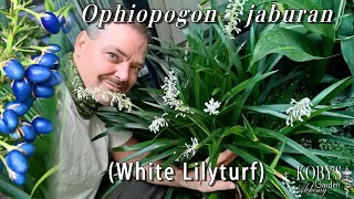 Ophiopogon jaburan White Lilyturf Shade loving Intricate white wands and pearly blue berries [upl. by Enylrac406]