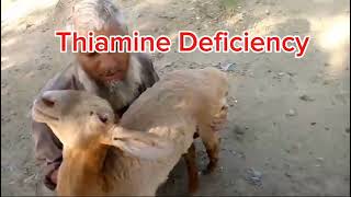 Thiamine Deficiency in Goats Treatment vairalvideo dairyanimal [upl. by Nahtahoj717]