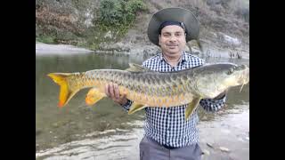 Himalayan Golden Mahseer fishing [upl. by Albert]