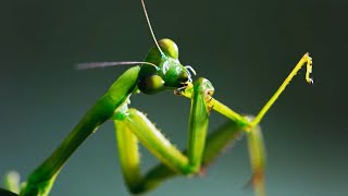 The Headless Mating Mantis  The Mating Game  BBC Earth [upl. by Dolphin343]