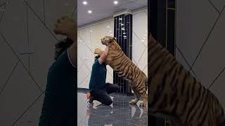 Dangerous Bengal Tiger Wants to Bites On My Neck  Nouman Hassan [upl. by Dew]