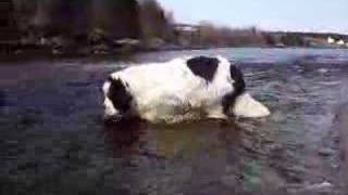 How a Newfoundland dog drinks water [upl. by Modesta87]