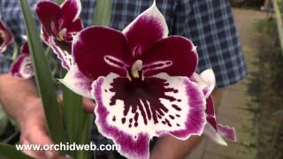 OrchidWeb  Miltoniopsis Pearl Ono IIiwai AMAOS [upl. by Ninnahc]