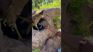 A man see eagle and turtle in a hole underground part 05 eagle turtle birds animals nature [upl. by Redmund]