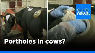 Swiss made cows fitted with portholes in stomach to test digestion  euronews 🇬🇧 [upl. by Scrivens]