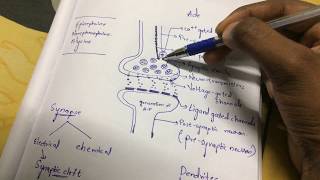 Inter 2nd year SYNAPTIC TRANSMISSION ZOOLOGY [upl. by Marget]