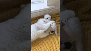 This is the reason why a mother cat scolds her kitten 😯 Watch until the end kittens cats [upl. by Cherrita671]