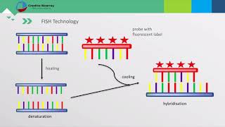 Fluorescent In Situ Hybridization FISH Assay [upl. by Nojram]