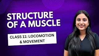 Muscle Structure Revealed Class 11  Locomotion amp Movement [upl. by Raffo]