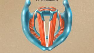 How the Larynx Produces Sound [upl. by Anaoj38]