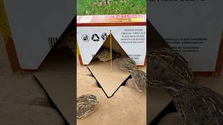 Technique DIY Quail Trap Using Cardboard Box Shorts [upl. by Edgar429]