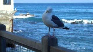 A Cannery Row Seagull [upl. by Oech324]