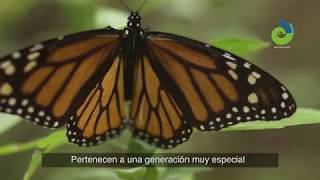 Abren santuarios de la mariposa Monarca en Michoacán [upl. by Trainor498]