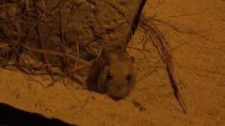 Greater Bilby and FatTailed Dunnart David Fleay Wildlife Park [upl. by Ignatz]