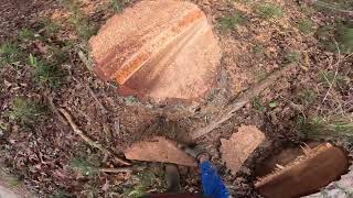 FELLING AND BUCKING 2 DEAD PINES [upl. by Disraeli]