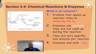 Chapter 2D Part 2  Enzymes [upl. by Lezlie]