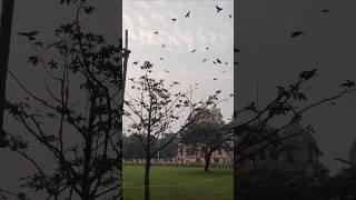 Stay close to nature never disappointkolkata nature birds green belurmath scenery peace love [upl. by Ciryl]