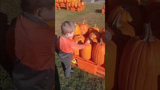 🎃 Pendleton farms PUMPKIN PICKING🖤🍁🧡🫏🐑🐐🐔🐓🍂 farming fall fyp autismawarness [upl. by Midis]