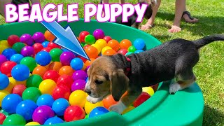 Beagle Puppies Crying amp Barking Compilation [upl. by Artema]