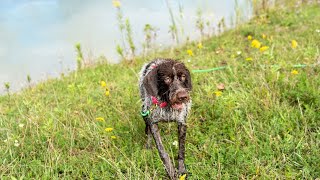 Wirehaired Pointing Griffon vs Border Terrier Which Terrier is Right for You [upl. by Fiona]