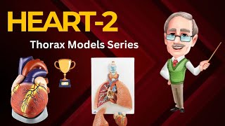 Heart Model 2 in Urdu amp Hindi anatomy netter 1styearmbbs bdchaurasia klm grays thoraxanatomy [upl. by Reywas168]