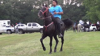 Prancing Black Tennessee Walking Horse at a Texas Trail Ride [upl. by Lacsap295]