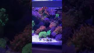 Fluval evo 135 upgraded light and Refugium 2 years old nano reef tank [upl. by Kozloski]