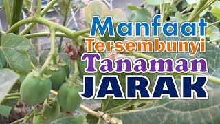 Manfaat Tersembunyi Tanaman Jarak Pagar [upl. by Lepp]