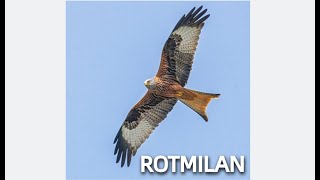 ROTMILAN Zwitscherportrait kleinfein  Video Bild Gesang Steckbrief [upl. by Adnat]