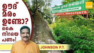 ഊദ് മരം ഉണ്ടോ കൈ നിറയെ പണം  Oud Plantation Kerala  Oud Tree In Kerala  Agarwood plantation [upl. by Seilenna]