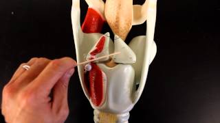 RESPIRATORY SYSTEM ANATOMY Larynx model [upl. by Ynavoj]