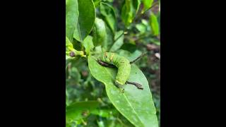 Worm its eat lime leaf  nature beautifulcountryside worms shorts farming [upl. by Semela]