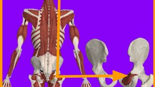 Obturstor Internus MuscleOriginInsertionActionBlood suppInnervationanatrelations gluteus [upl. by Ramsdell]