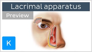 Lacrimal apparatus gland canaliculi duct and other structures preview  Human anatomy  Kenhub [upl. by Thomas]