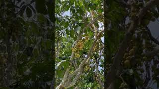 Ready to harvest for Maradula Festival  Lanzones fruit [upl. by Ennovy]