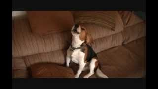 Fred The Beagle Howling [upl. by Lucie914]