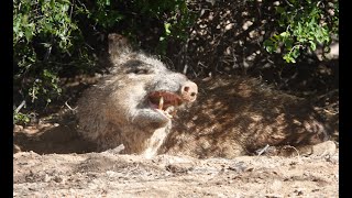 Javelina Safety Tips [upl. by Gow]