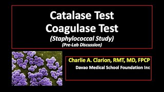 Catalase Test and Coagulase Test Staphylococcal Study [upl. by Anneis]