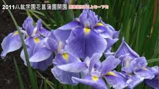 2011 札幌八紘学園花菖蒲園開園 [upl. by Eelannej]