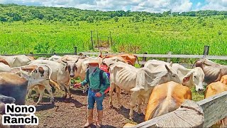 VACAS EN EL CORRAL Bañando para la mosca y garrapata 👈 [upl. by Khanna]