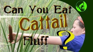 Can you eat cattail fluff [upl. by Odrareve]