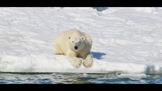 Klimawandel Eisbären hungern Forscher sind alarmiert [upl. by Altman]