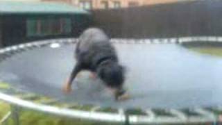 Rottweiler on A trampoline [upl. by Niraa]