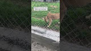 Watch a Nigerian lion eating grass inside a zoo [upl. by Adnwahsal]