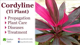 CordylineHawaiian Ti Plant Propagation I Plant Care I Diseases I Treatment [upl. by Marjie583]