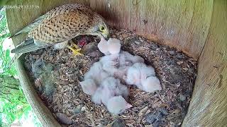 First week of feeding compilation  Falcon nestbox highlights 15 [upl. by Slen73]